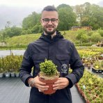 Smrek obyčajný (Picea abies) ´NIDIFORMIS´ – výška 10-15 cm, Ø 10-15 cm, kont. C2L